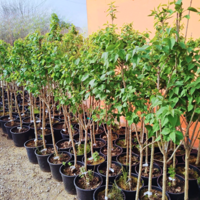 Liliac la ghiveci - Pepiniera Sosa