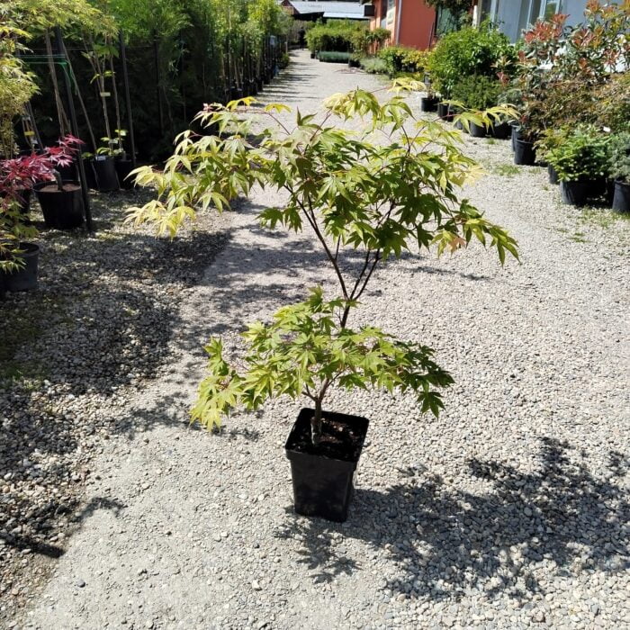 Arțar Japonez Verde Deschis la ghiveci - imagine 2