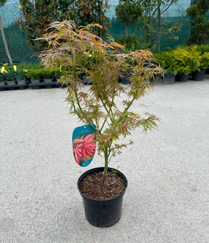 Arțar Jerre Schwartz la ghiveci - imagine 2