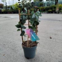 Transformă-ți casa într-un sanctuar al relaxării cu produsul nostru Eucalipt. Creează un mediu spațios și revigorant în fiecare încăpere. 🌿🛒