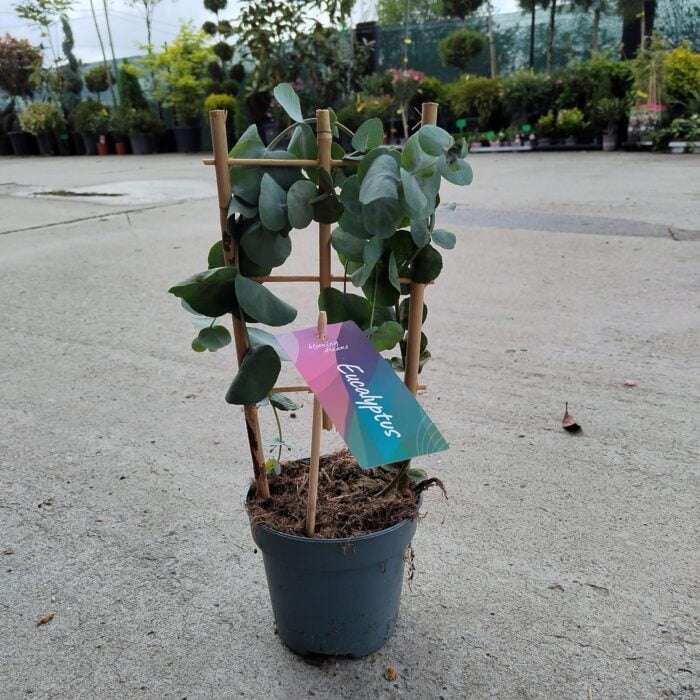 Transformă-ți casa într-un sanctuar al relaxării cu produsul nostru Eucalipt. Creează un mediu spațios și revigorant în fiecare încăpere. 🌿🛒