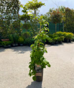 Hydrangea Petiolaris (hortensie urcătoare) la ghiveci - imagine 2