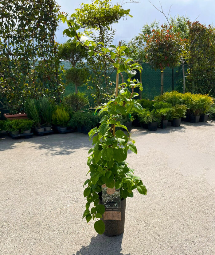 Hydrangea Petiolaris (hortensie urcătoare) la ghiveci - imagine 2