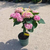 Hortensia pe picior - Pepiniera Sosa