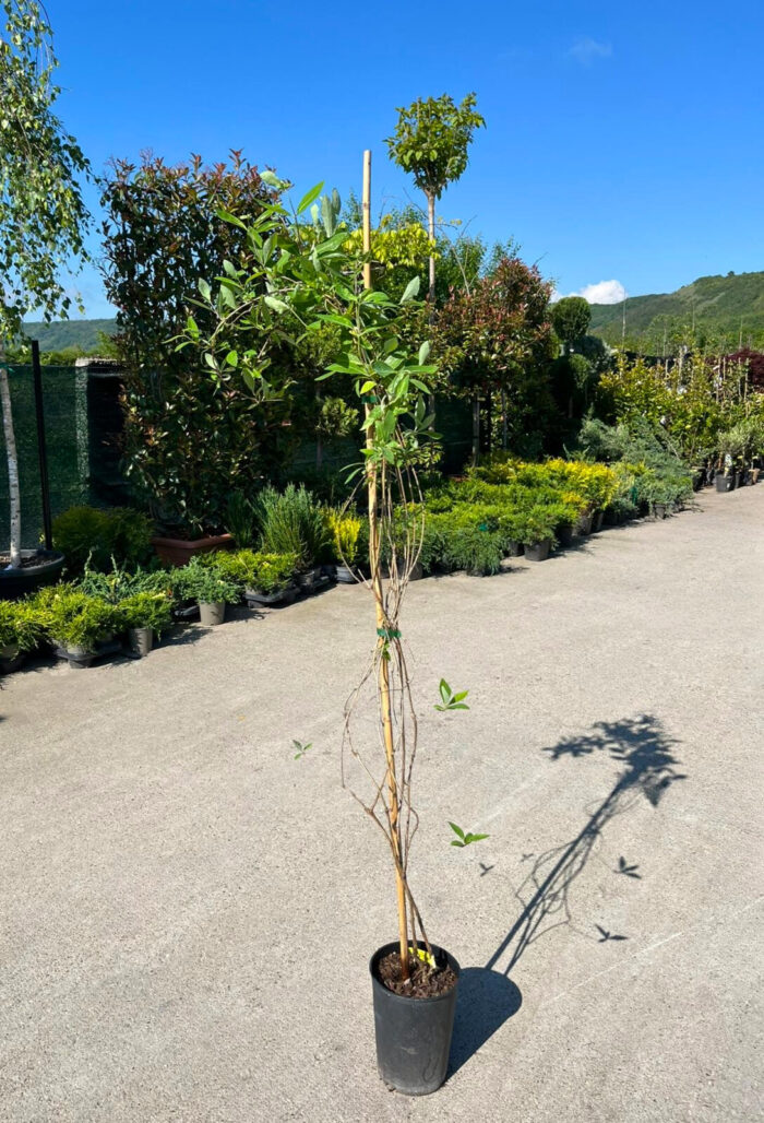 Lonicera Heckrotti ”Goldflame” la ghiveci - imagine 2