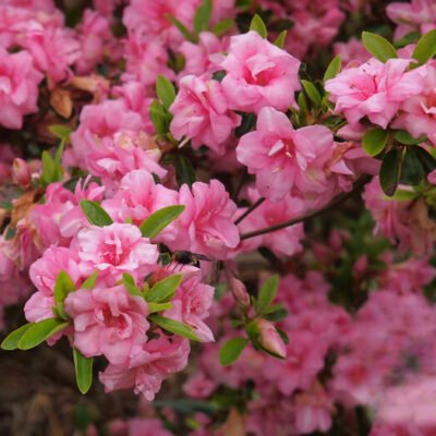 👉️ Descoperă Azaleea Japonica Rosebud! Această floare uimitoare te va fermeca cu petalele sale delicate și culoarea sa viu colorată. Cumpără acum! 🌸🛒