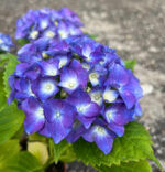 Hortensia Albastra la ghiveci