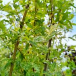 Salix Japoneza - Hakuro Nishiki la ghiveci 7L - imagine 3