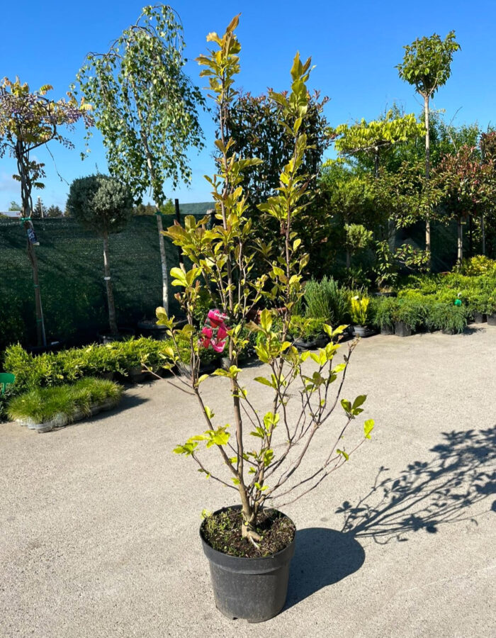 Magnolia Susan la ghiveci - imagine 2