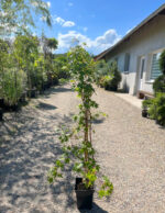 Arțar Oridono Nishiki la ghiveci - imagine 2