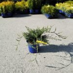 Juniperus Grey Owl la ghiveci - imagine 2