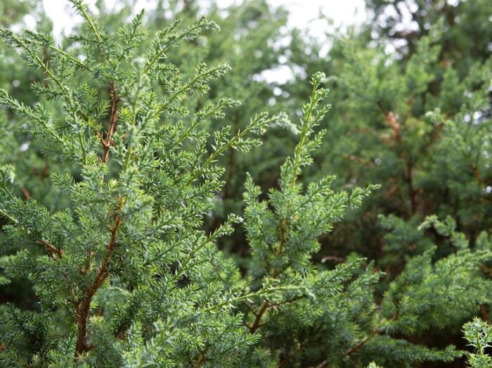 👉️ Valorifică eleganța plantei Juniperus Chinensis Blue Alps. Transformă grădina ta într-un spațiu rafinat și relaxant. 🌿🛒