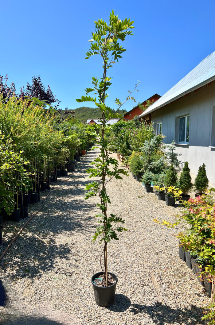Wisteria 'Ito Koku Riu' - Pepiniera Sosa