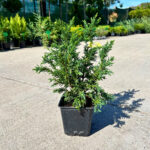 Chamaecyparis Obtusa Draht