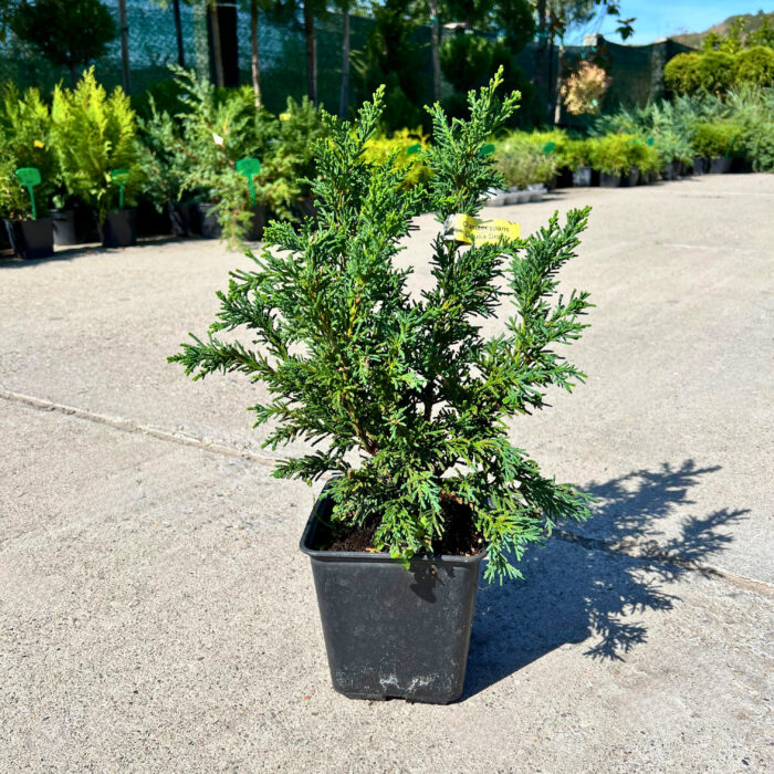 Chamaecyparis Obtusa Draht