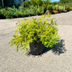 Chamaecyparis Obtusa Kamarachiba