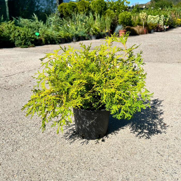 Chamaecyparis Obtusa Kamarachiba