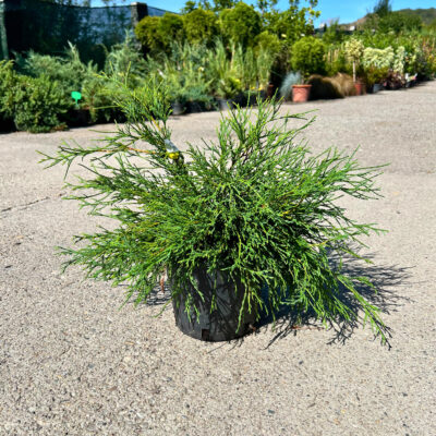 Chamaecyparis Pisifera Sungold