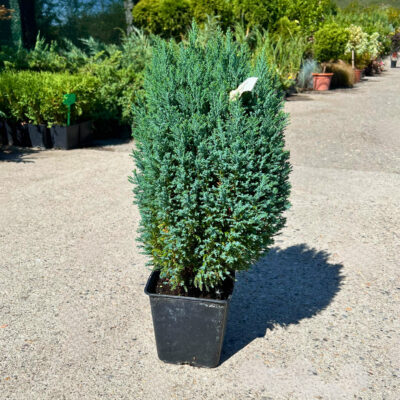 Chamaecyparis Snow White