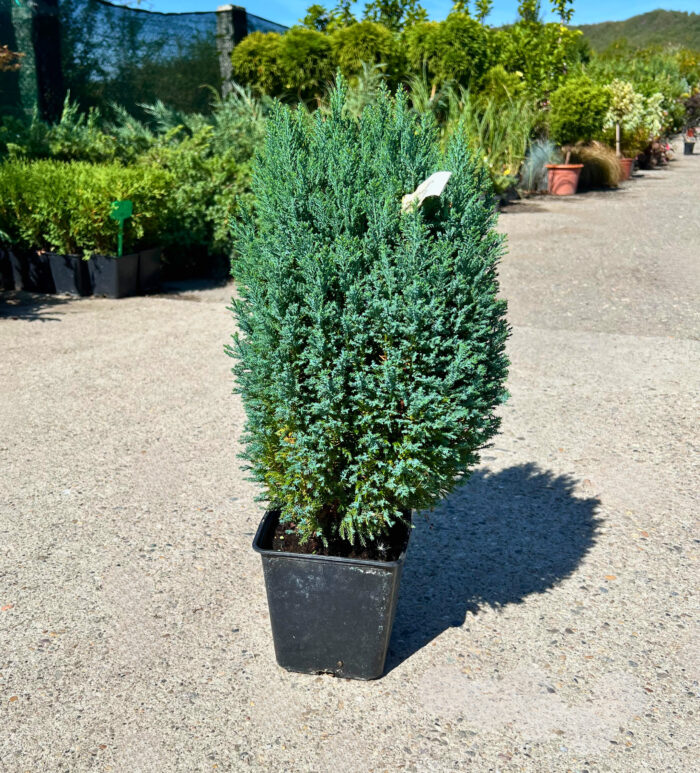 Chamaecyparis Snow White