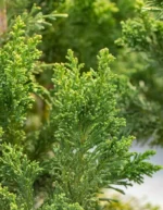 👉️ Transformați-vă grădina într-un colț de paradis cu planta Chamaecyparis Obtusa Draht. Bucurați-vă de frumusețea naturii! 🌿🛒