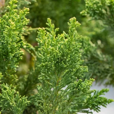 👉️ Transformați-vă grădina într-un colț de paradis cu planta Chamaecyparis Obtusa Draht. Bucurați-vă de frumusețea naturii! 🌿🛒