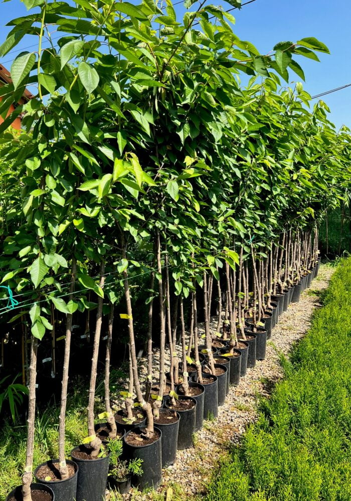 Cireș Van la ghiveci 5L - imagine 2