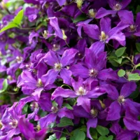 Creează un colț de rai în grădina ta cu Clematis Viticella Polish Spirit. Ia-ți propriul exemplar acum și bucură-te de florile superbe! 🌸🛒
