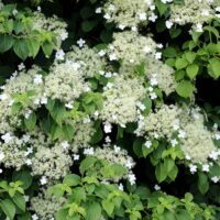 Hydrangea Petiolaris (hortensie urcătoare) la ghiveci