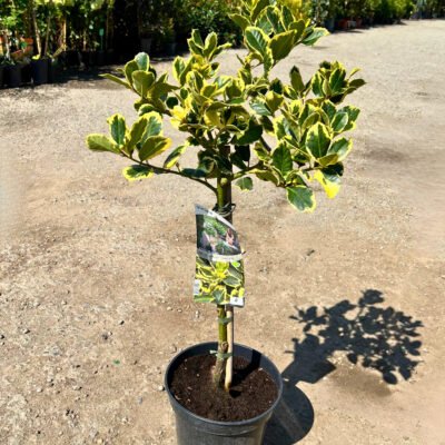 Transformă grădina ta într-un adevărat regat de culoare cu Ilex Altaclerensis Golden King. Adaugă un strop de strălucire cu acest arbust superb! 🌿🛒