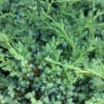 Descoperă noul nostru Juniperus Squamata Blue Swede, o plantă ornamentala rezistentă și ușor de întreținut. Cumpără acum! 🌿🛒