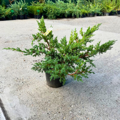 Juniperus Blue Swede - Pepiniera Sosa