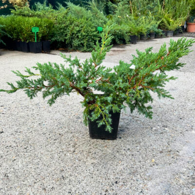 Juniperus Blue Swede - Pepiniera Sosa