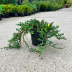 Juniperus Horizontalis Wiltonii