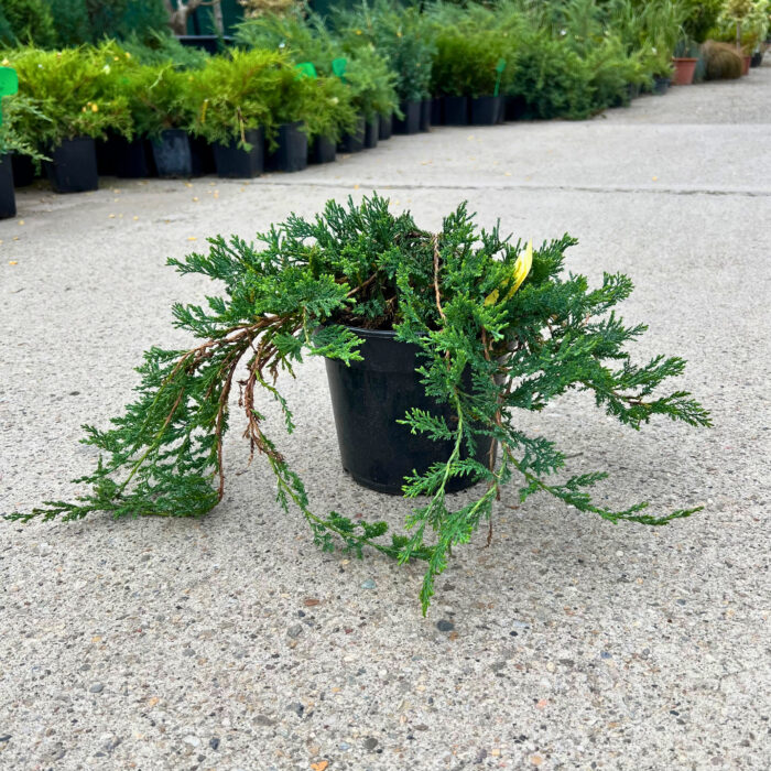 Juniperus Horizontalis Wiltonii