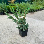 Juniperus Squamata Meyeri