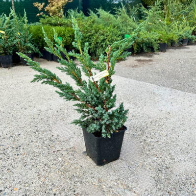Juniperus Squamata Meyeri
