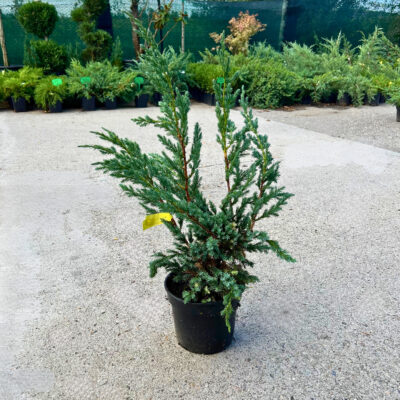 Juniperus Squamata Meyeri