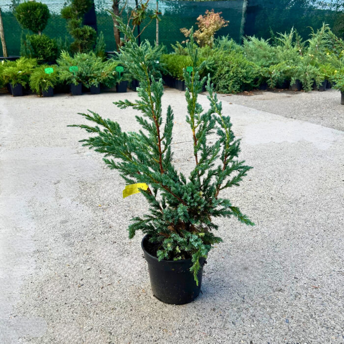 Juniperus Squamata Meyeri