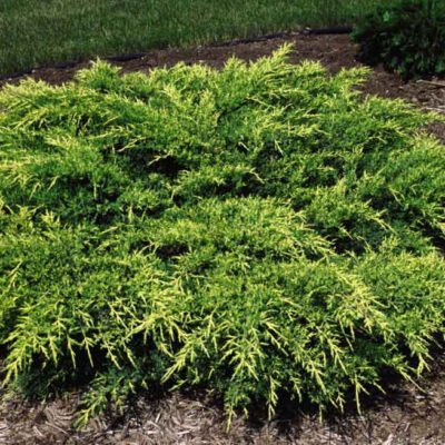 Transformă-ți grădina într-un colț de aur cu Juniperus Media Old Gold. Descoperă acum acest arbust elegant și rezistent! 🌿🛒