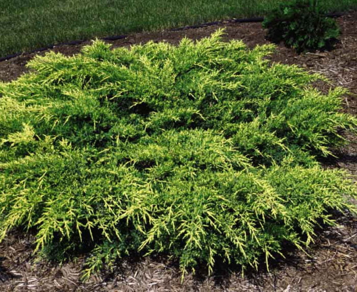 Transformă-ți grădina într-un colț de aur cu Juniperus Media Old Gold. Descoperă acum acest arbust elegant și rezistent! 🌿🛒