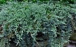 Transformă grădina ta într-un peisaj de poveste! Achiziționează Juniperus Horizontalis Wiltonii și bucură-te de frumusețea plantelor decorative. 🌿🛒