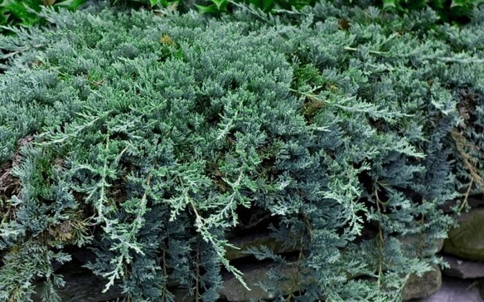 Transformă grădina ta într-un peisaj de poveste! Achiziționează Juniperus Horizontalis Wiltonii și bucură-te de frumusețea plantelor decorative. 🌿🛒