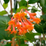 Lonicera Brownii ”Dropmore Scarlet” la ghiveci