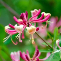 Adăugați un strop de culoare și parfum în grădina dumneavoastră cu Lonicera Red World. O alegere excelentă pentru ornamentarea spațiilor exterioare. 🌸🛒