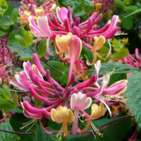 👉️ Transformă-ți grădina cu ajutorul plantei Lonicera Serotina. Descoperă beneficiile acestei plante și cumpără-o acum! 🌸🛒
