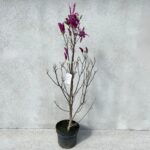 Magnolia Susan la ghiveci - imagine 2