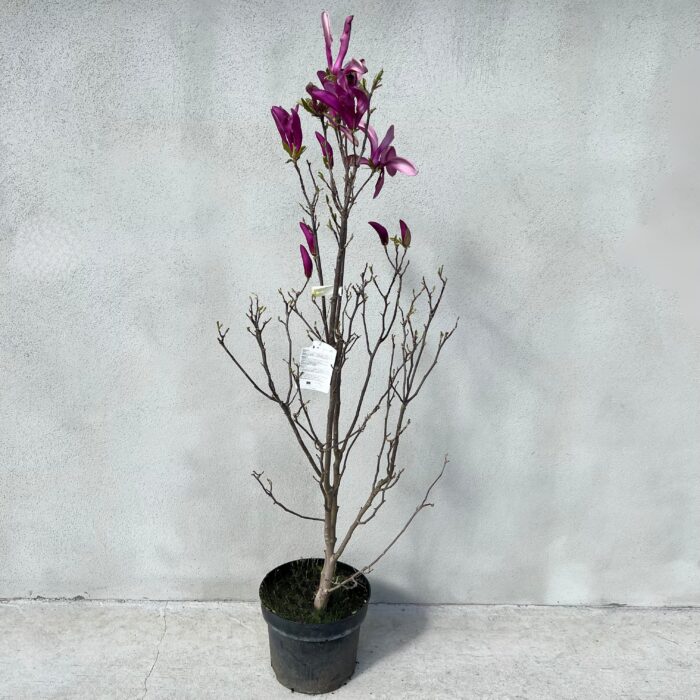 Magnolia Susan la ghiveci - imagine 2