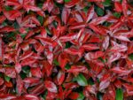 Descoperă frumuseţea naturală a Photinia Super Red și adaugă o notă de culoare în grădina ta. Comandă acum și bucură-te de această plantă uimitoare! 🍁🛒