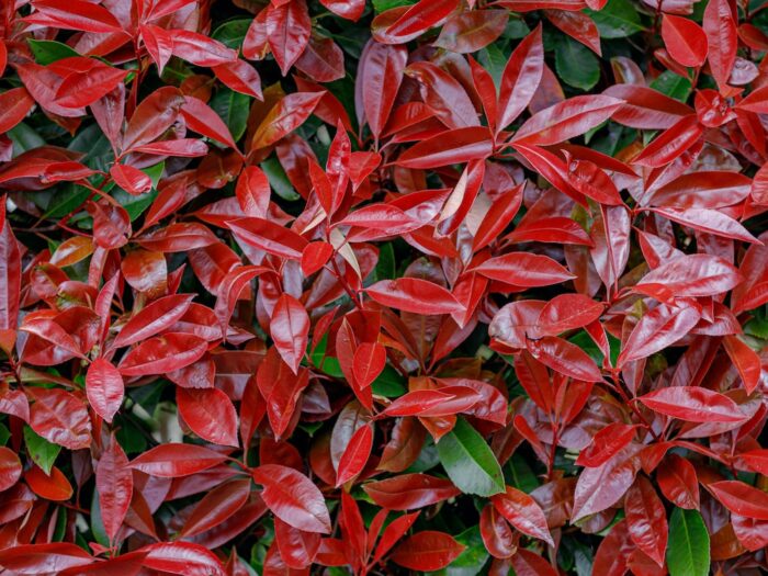Descoperă frumuseţea naturală a Photinia Super Red și adaugă o notă de culoare în grădina ta. Comandă acum și bucură-te de această plantă uimitoare! 🍁🛒